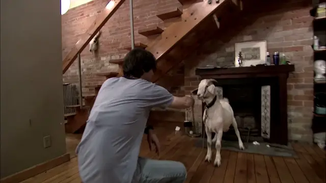 Spenny was intimidated by a goat faking a goat punch toward him