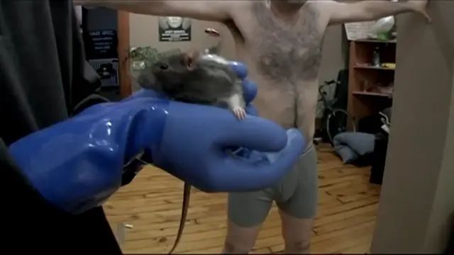 rat Humiliation cover