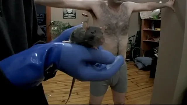 rat Humiliation 1